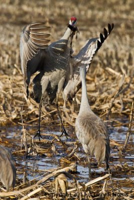 Crane, Sand Hill