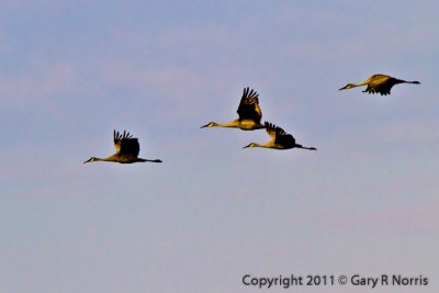 Crane, Sand Hill