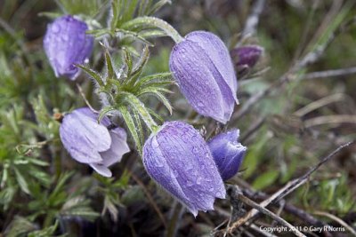 Pasqueflower IMG_3411.jpg