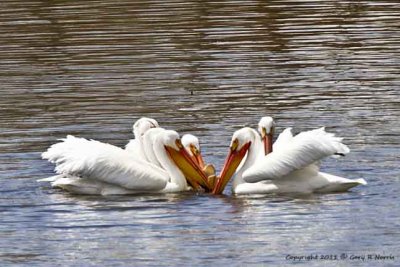 Pelican, American White