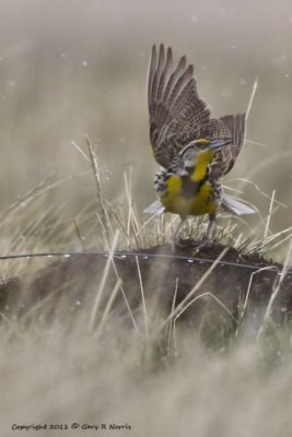 Meadowlark, Western IMG_3594.jpg