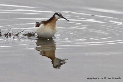 Phalarope, Wilson's