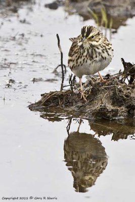 Sparrow, Savannah