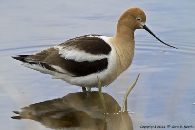 Avocet, American