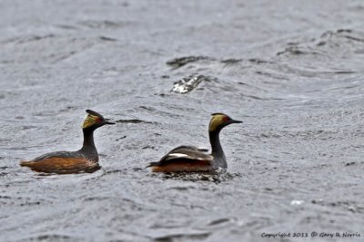 Grebe, Eared