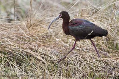 Ibis, White-faced