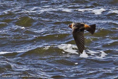 Swallow, Cliff