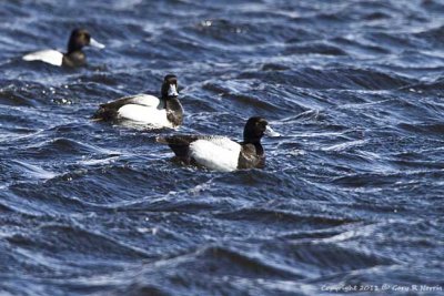 Scaup, Lesser