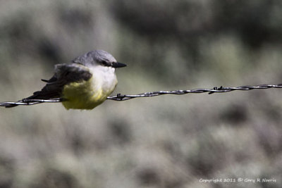 Kingbird, Western