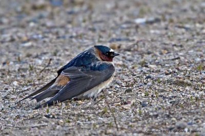 Swallow, Cliff