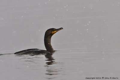 Cormorant , Double-crested