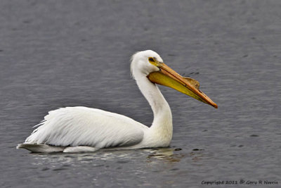 Pelican, American White