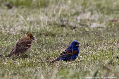 Grosbeak, Blue IMG_4176.jpg