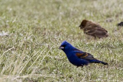 Grosbeak, Blue IMG_4185.jpg