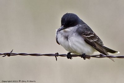 Kingbird, Eastern