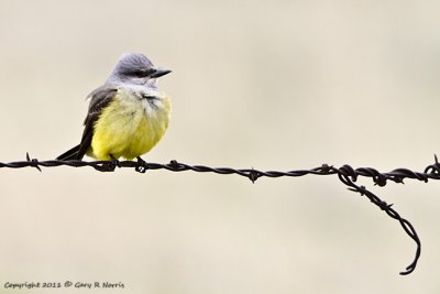 Kingbird, Western