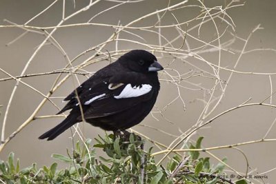 Bunting, Lark IMG_4230.jpg