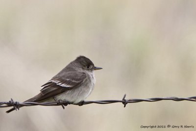 Pewee, Western Wood IMG_4241.jpg