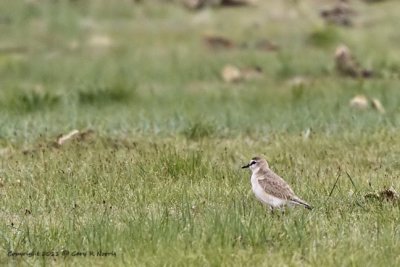 Plover, Mountain