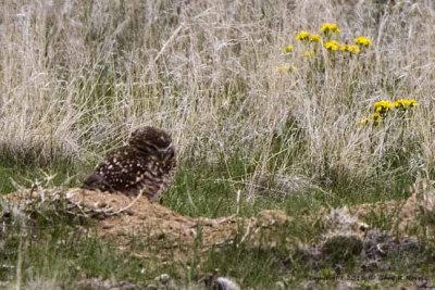 Owl, Burrowing