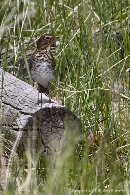 Thrush, Hermit