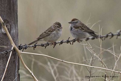 Sparrow, Chipping