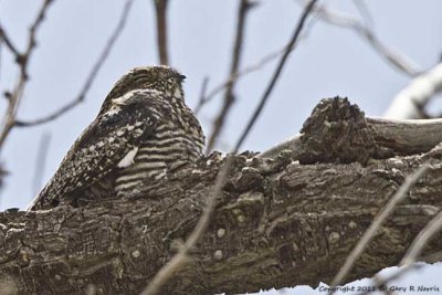 Nighthawk, Common