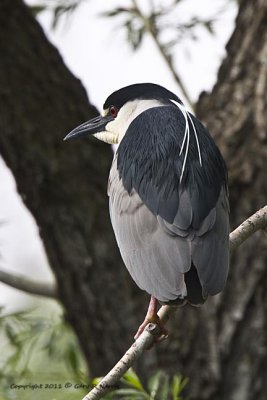 Heron, Black-crowned Night-heron IMG_4376.jpg
