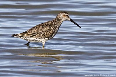 Dowitcher, Long-billed  IMG_4465.jpg