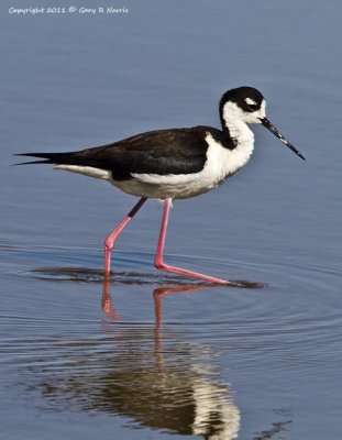 Stilt, Black-Necked