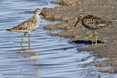 Yellowlegs Lesser