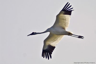 Crane, Whooping