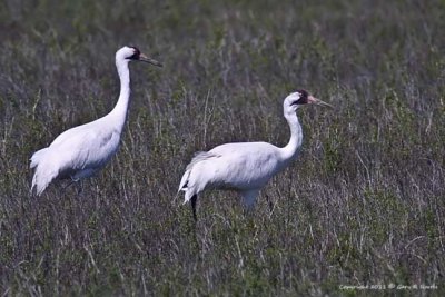 Crane, Whooping