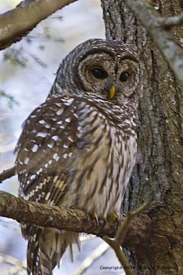 Owl, Barred