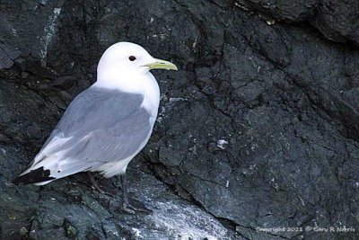 Kittiwake, Black-legged