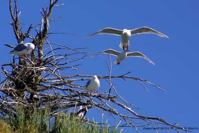 Kittiwake, Black-legged