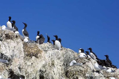 Murre, Common