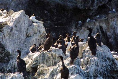 Cormorant, Peleagic