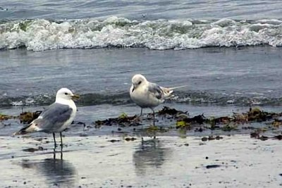 Kittiwake, Black-legged