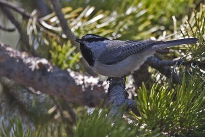 Chickadee, Mountain