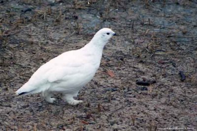 Ptarmigan, Willow