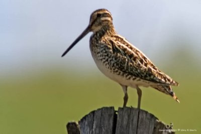 Snipe, Wilson's