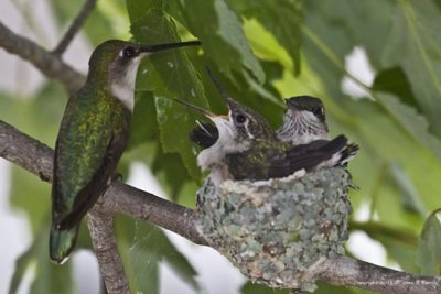 Hummingbird, Ruby-throated