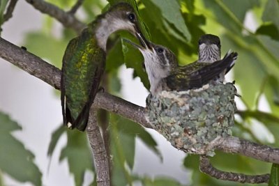 Hummingbird, Ruby-throated