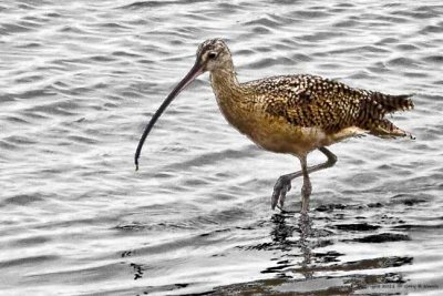 Curlew, Long-billed