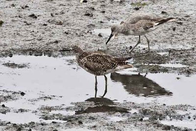 Godwit, Marbled