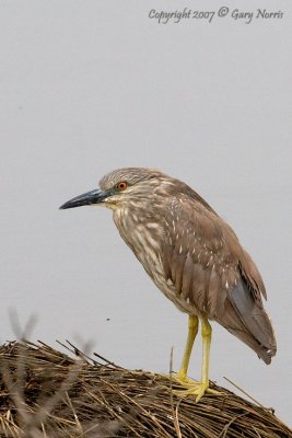 Heron, Black-crowned Night-