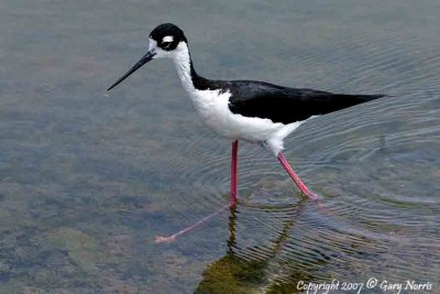 Stilt, Black-Necked