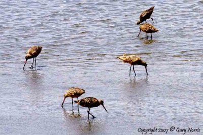 Godwit, Marbled