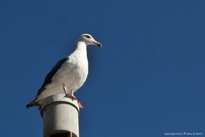 Gull, Western IMG_9920.jpg